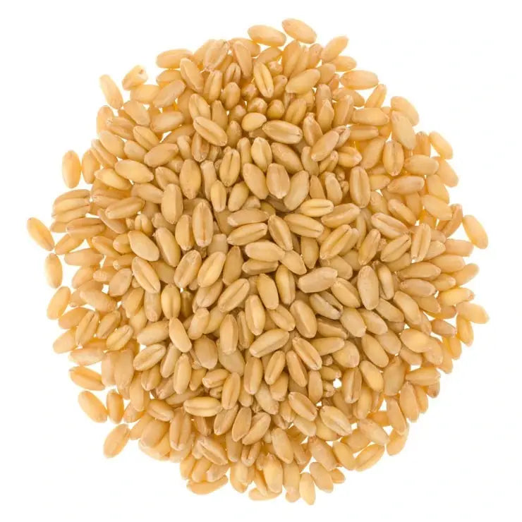 pile of hard white wheat berry kernels on a white background