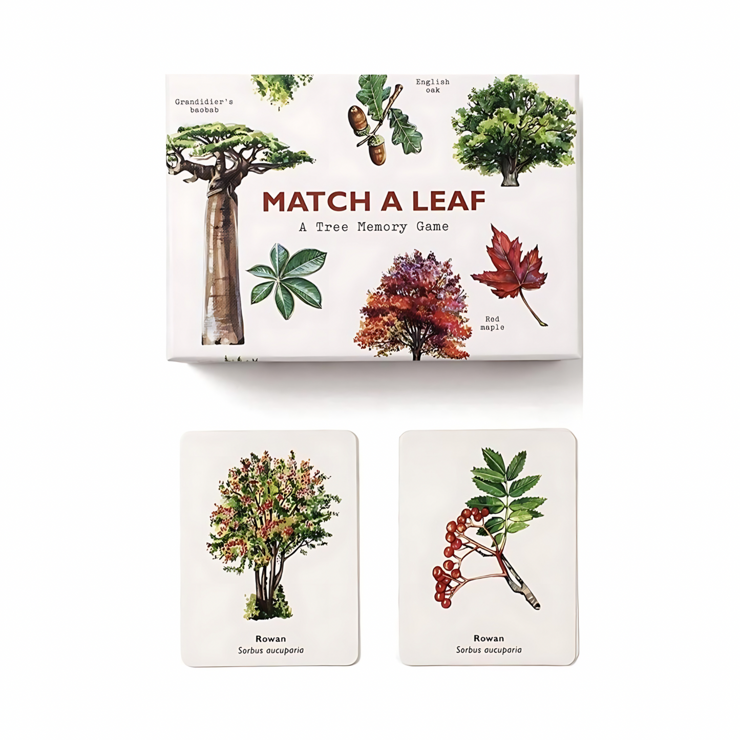 Match a Leaf | Educational Nature Games | Trees - Alder & Alouette