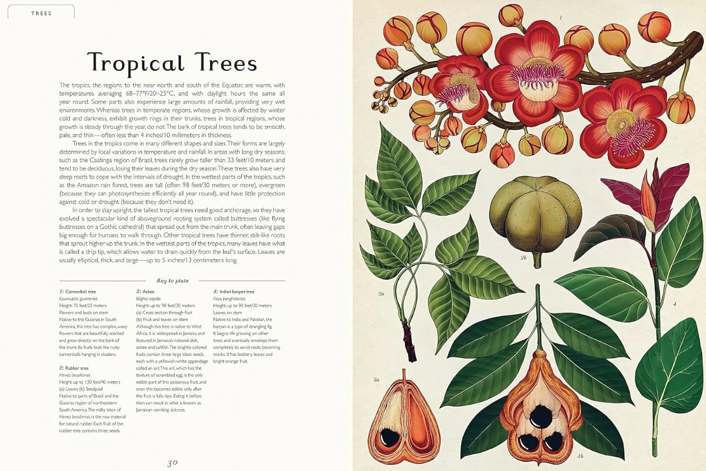 Botanicum - Beautiful Reference and Nonfiction Book - Alder & Alouette