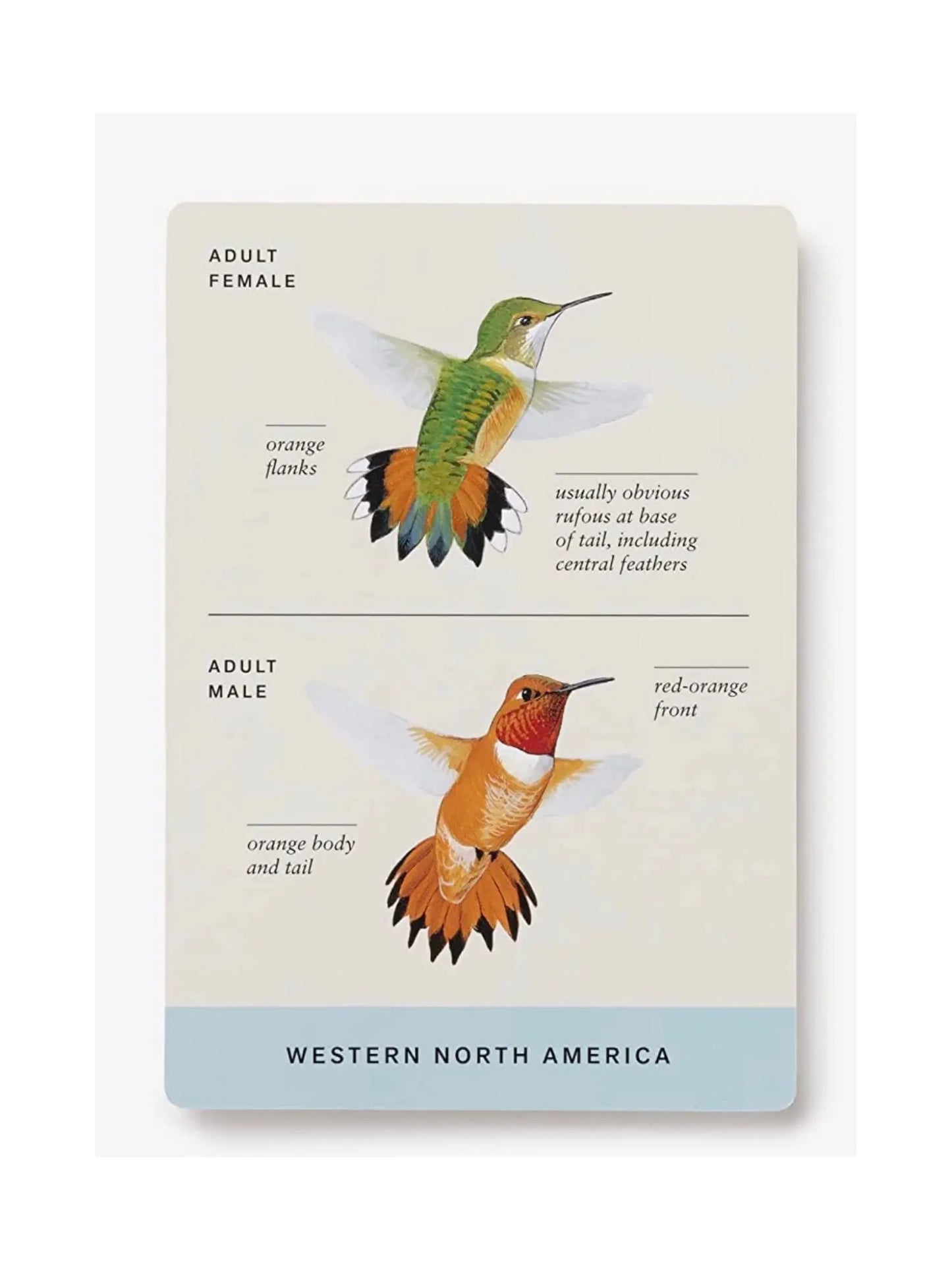 Sibley Backyard Birding Flashcards - Alder & Alouette