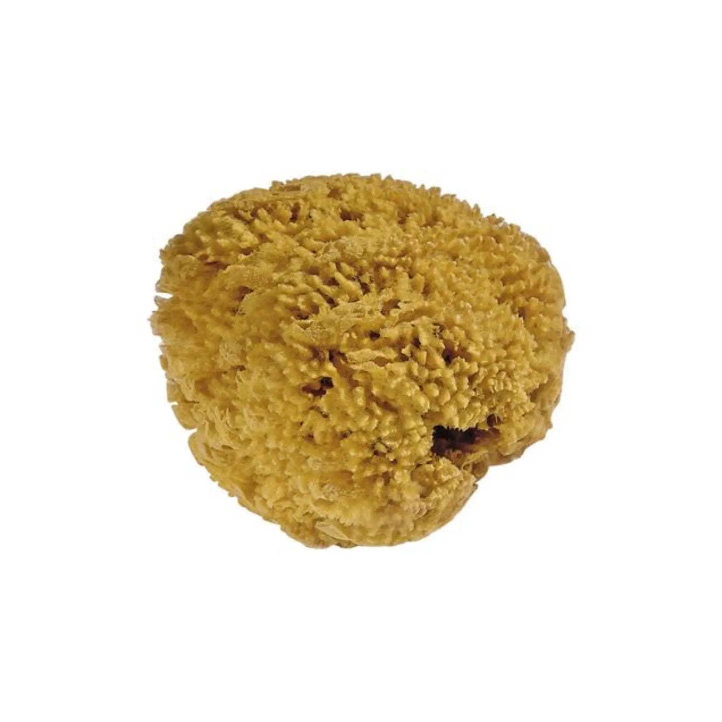 Yellow Natural sea sponge for watercolor painting on a white background