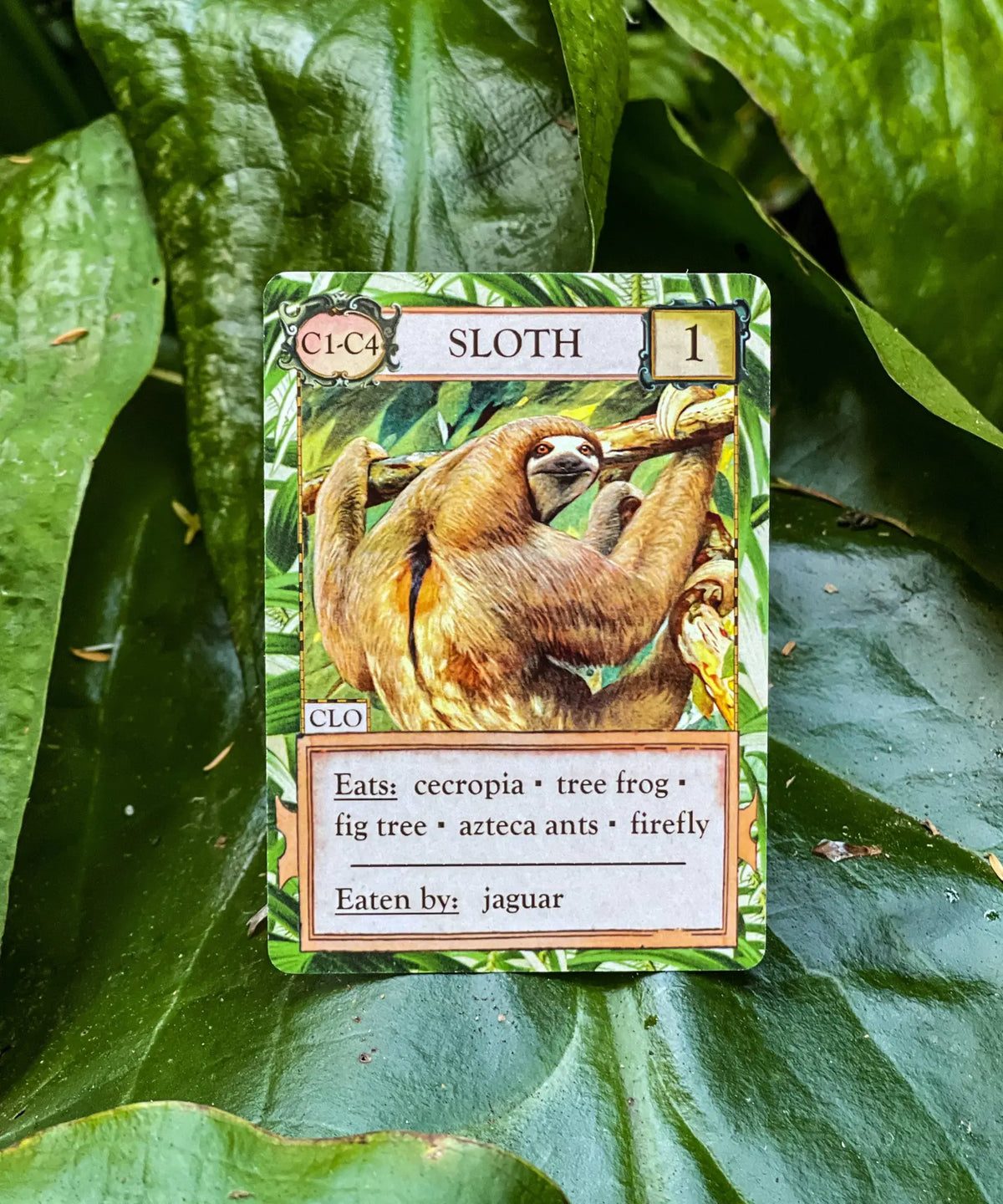 Sloth organism card from Ecologies Hidden Habitats ecology and food web strategy game
