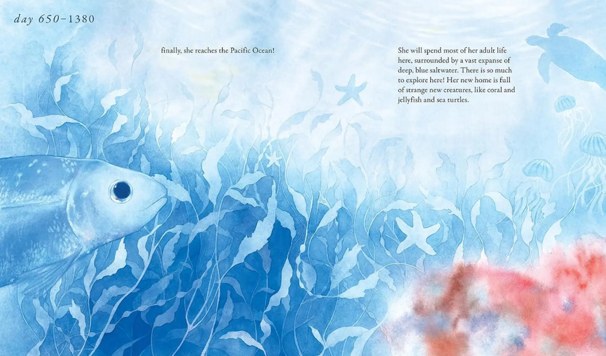 Salmon Run spread of an adult salmon reaching the Pacific Ocean among kelp, starfish, and a sea turtle
