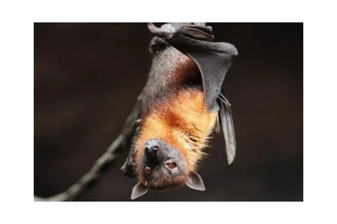 flying fox mega bat hanging upside down photo by Signe Allerslev