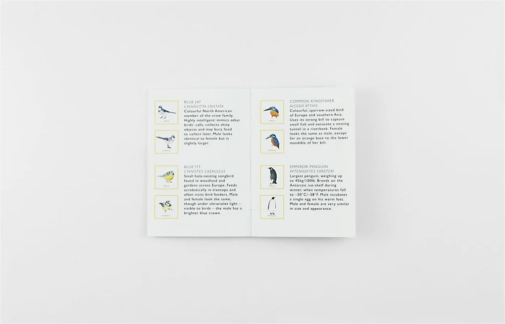 Match A Pair of Birds information on white background