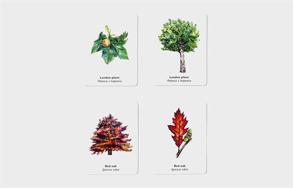 Match a Leaf | Educational Nature Games | Trees - Alder & Alouette