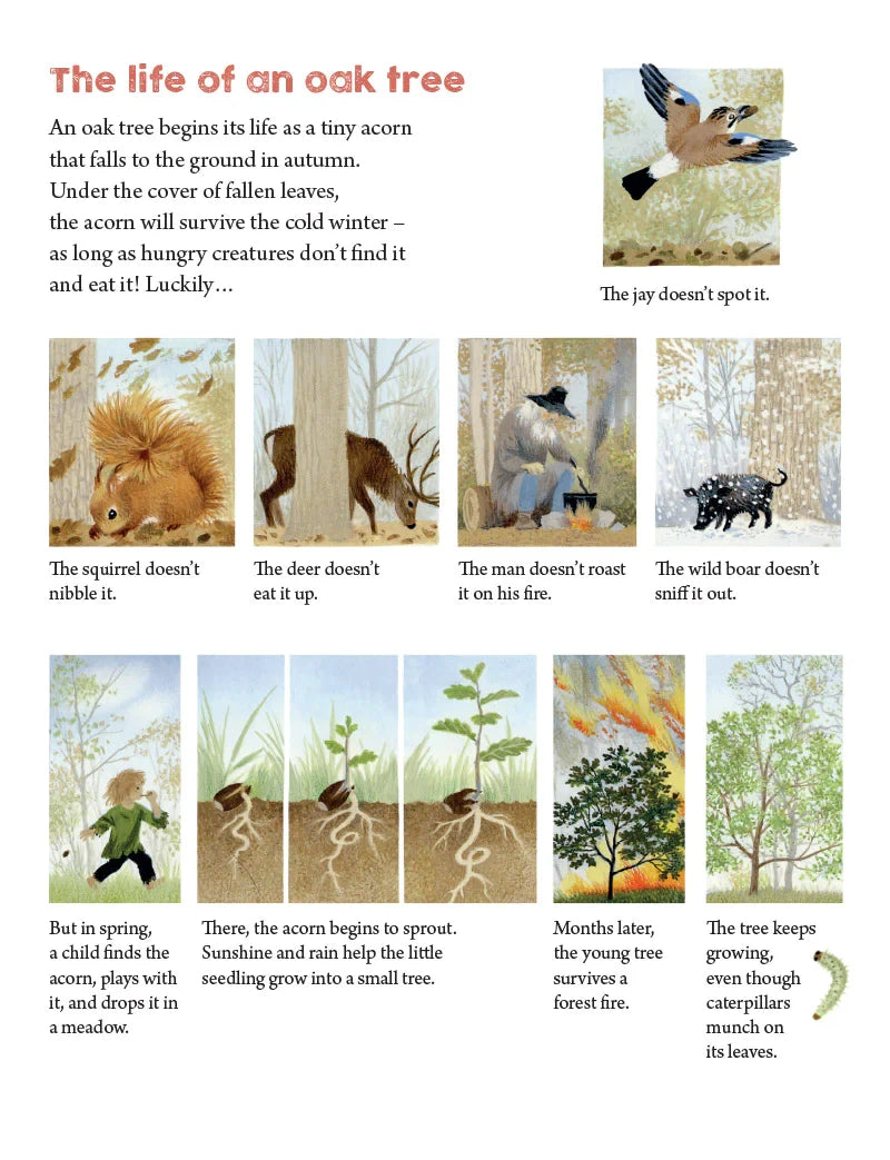 A Year Around the Great Oak Gerda Muller - Alder & Alouette