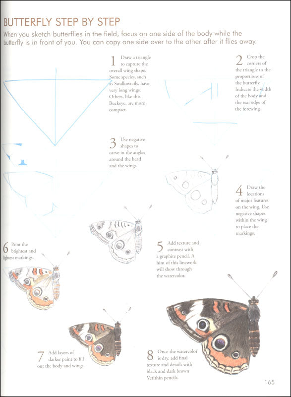 Illustration of a butterfly drawing guide with step-by-step instructions.