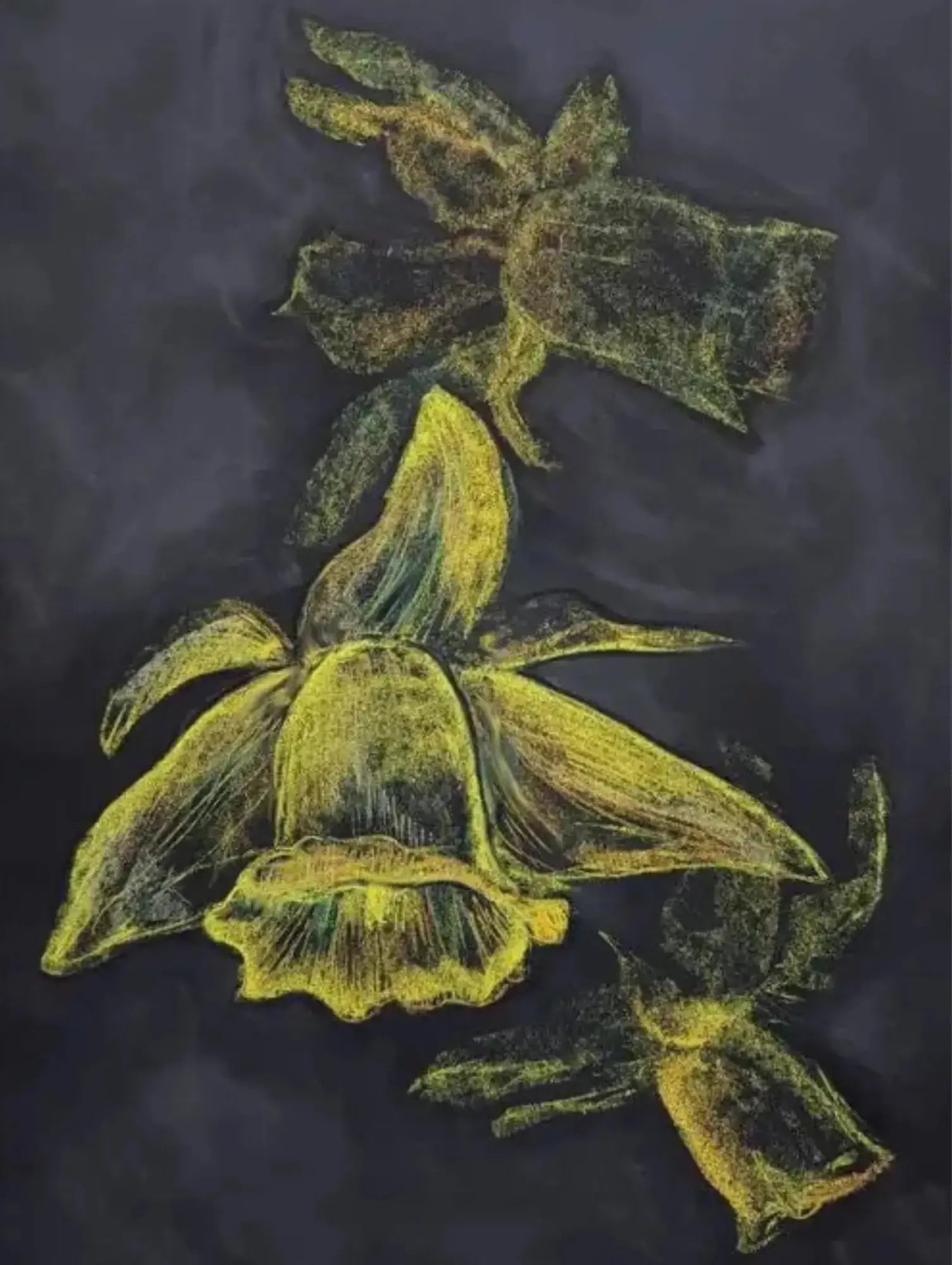 Yellow Daffodil Chalk Art on a Chalkboard Background Postcard