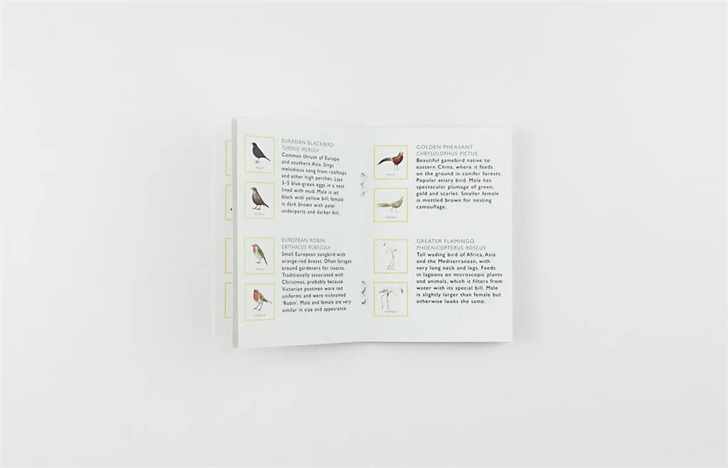 Match A Pair of Birds information on white background