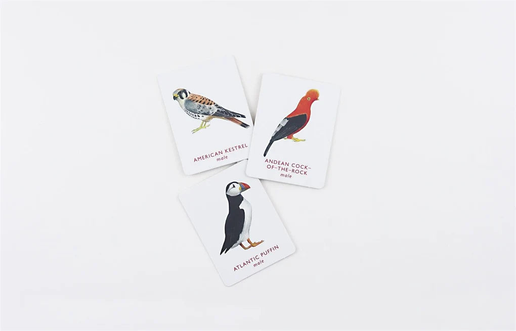 Match A Pair of Birds 3 cards with birds