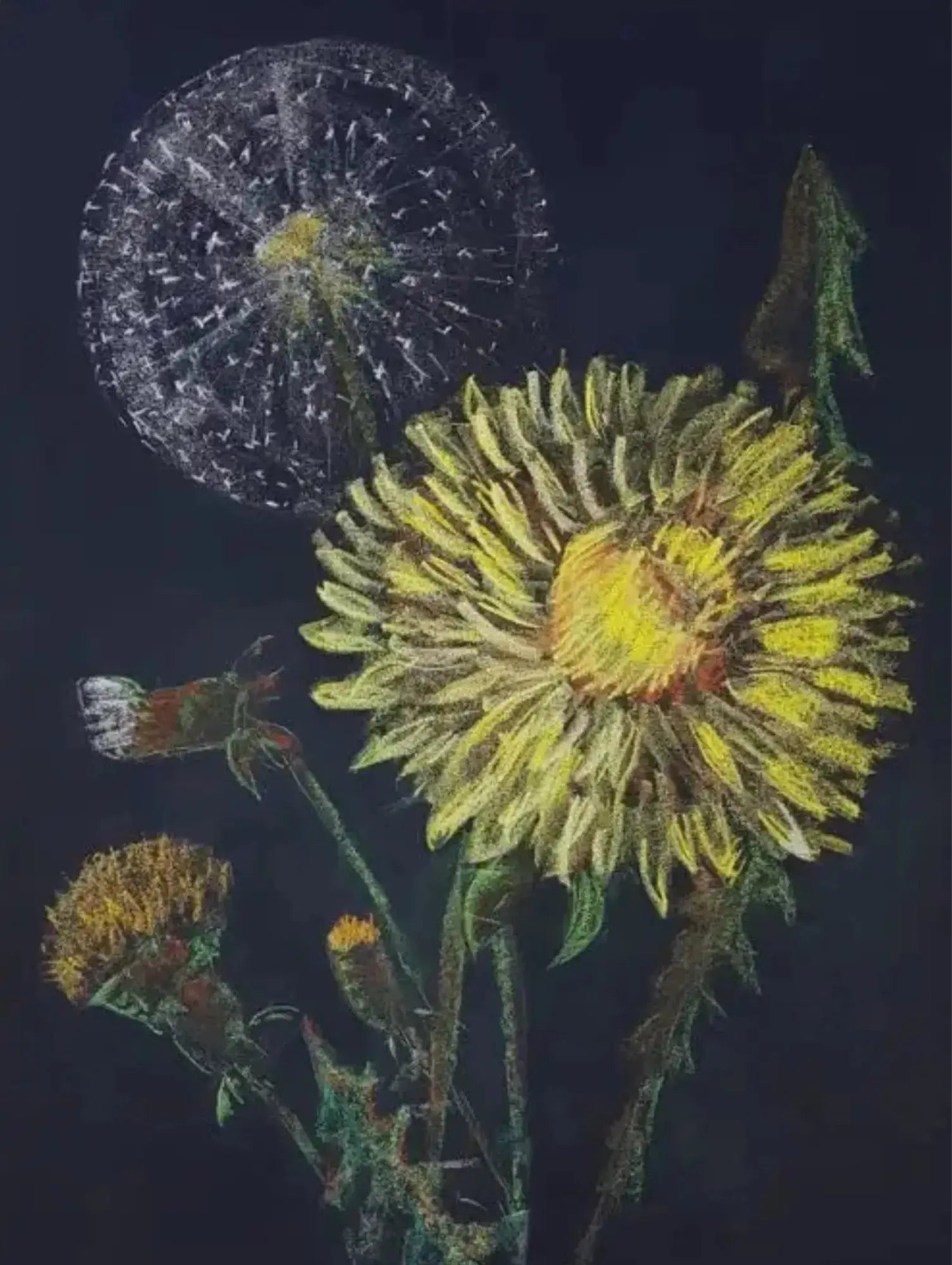 Illustration of dandelions  on a dark background