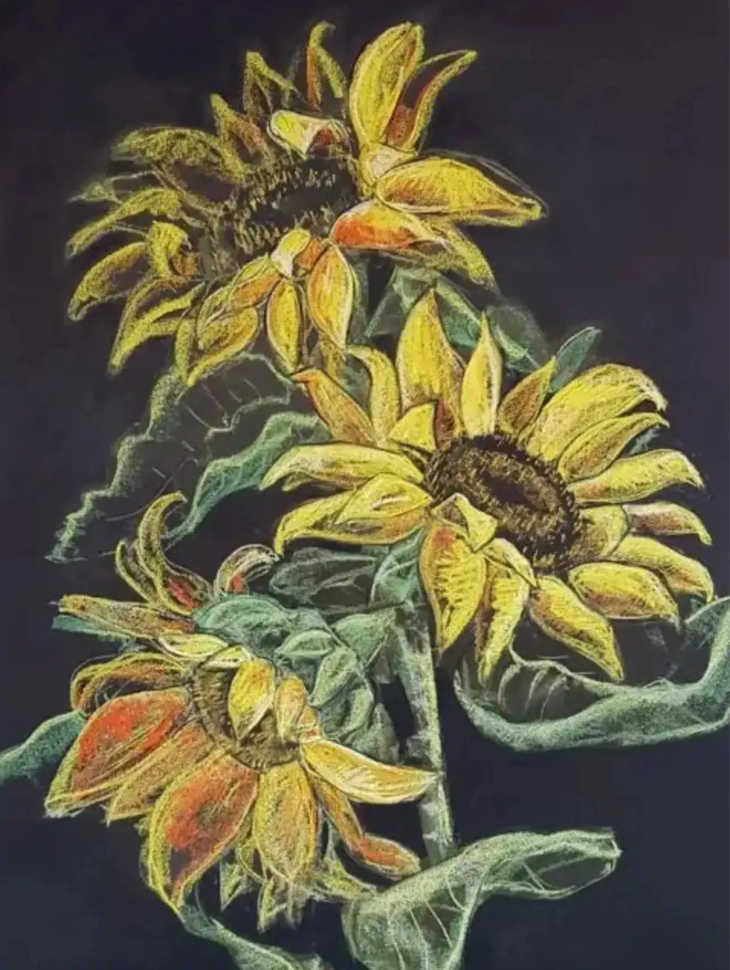 Sunflowers with yellow petals, brown seed centers and green leaves and stems on a blackboard background