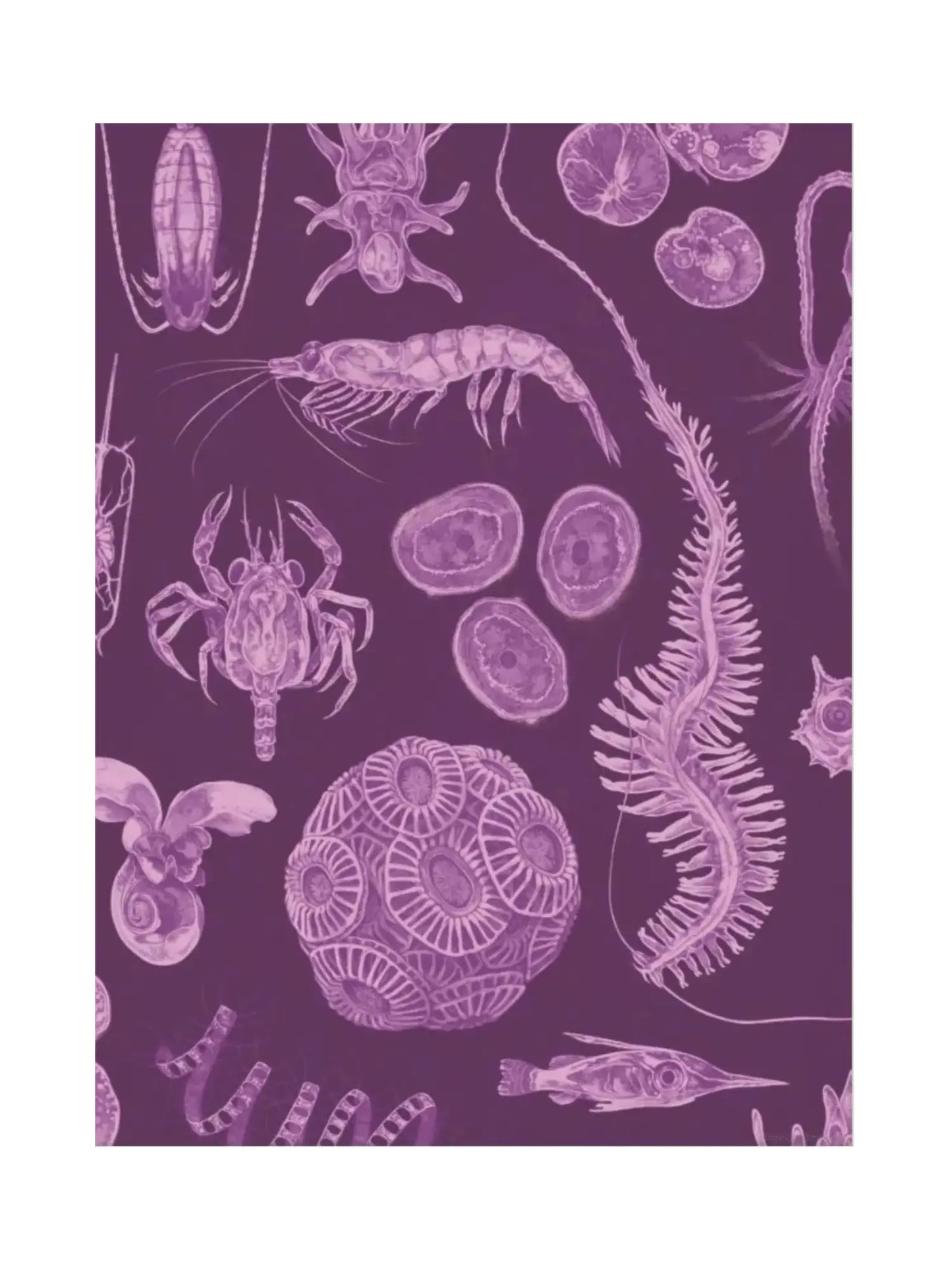 Oceanarium - Welcome to the Museum