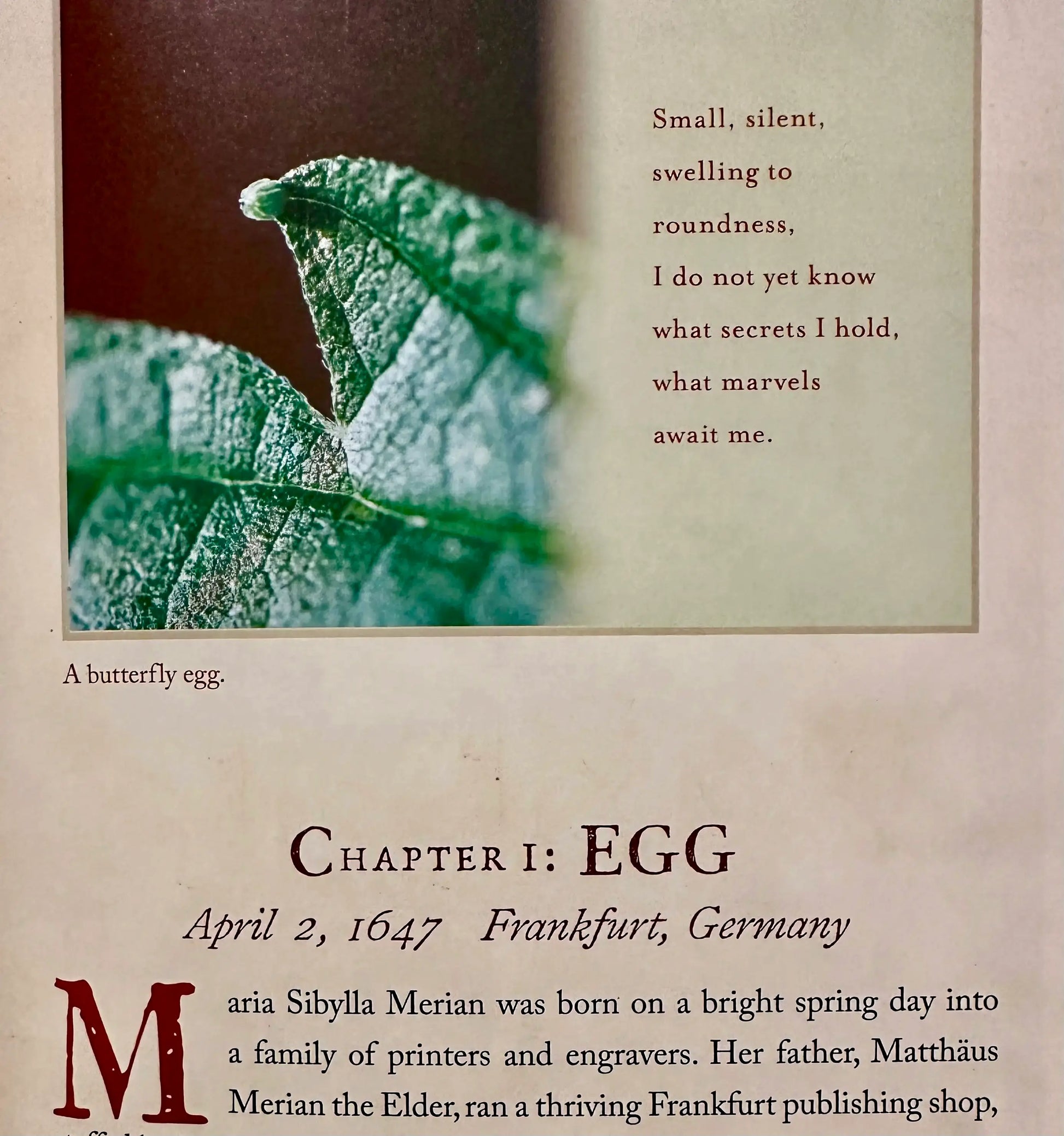 The Girl Who Drew Butterflies: Maria Mercian - Alder & Alouette