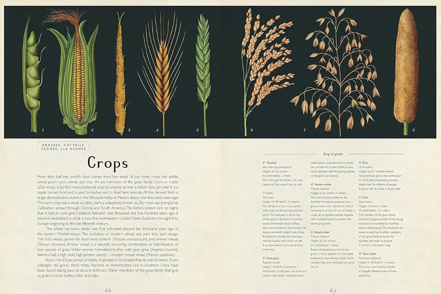 Botanicum - Beautiful Reference and Nonfiction Book - Alder & Alouette