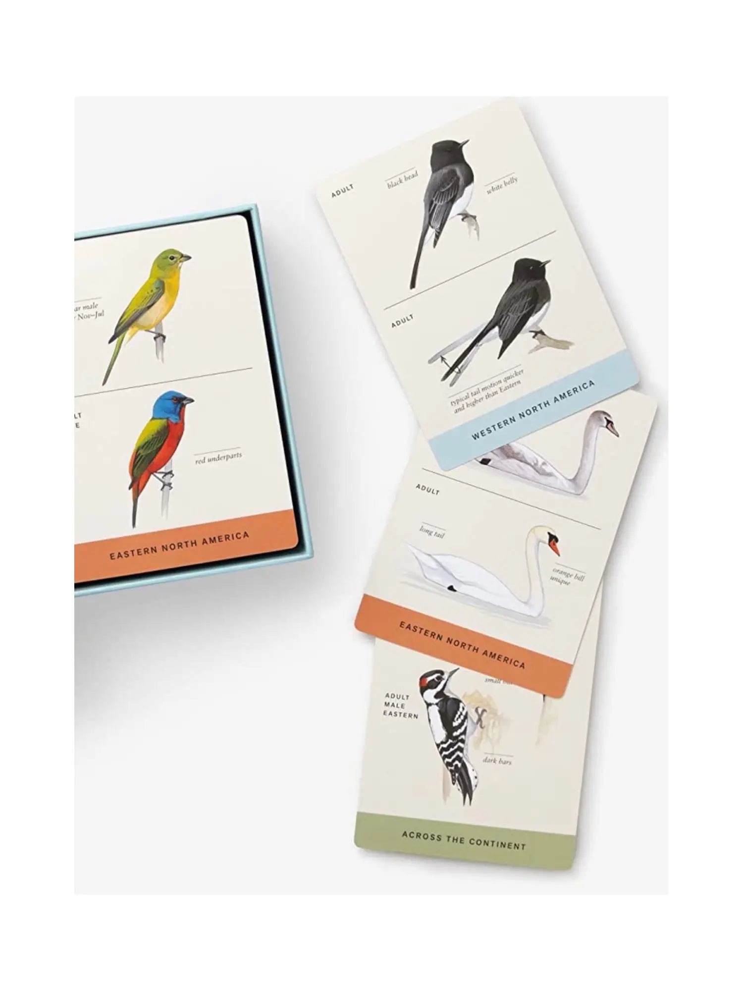 Sibley Backyard Birding Flashcards - Alder & Alouette