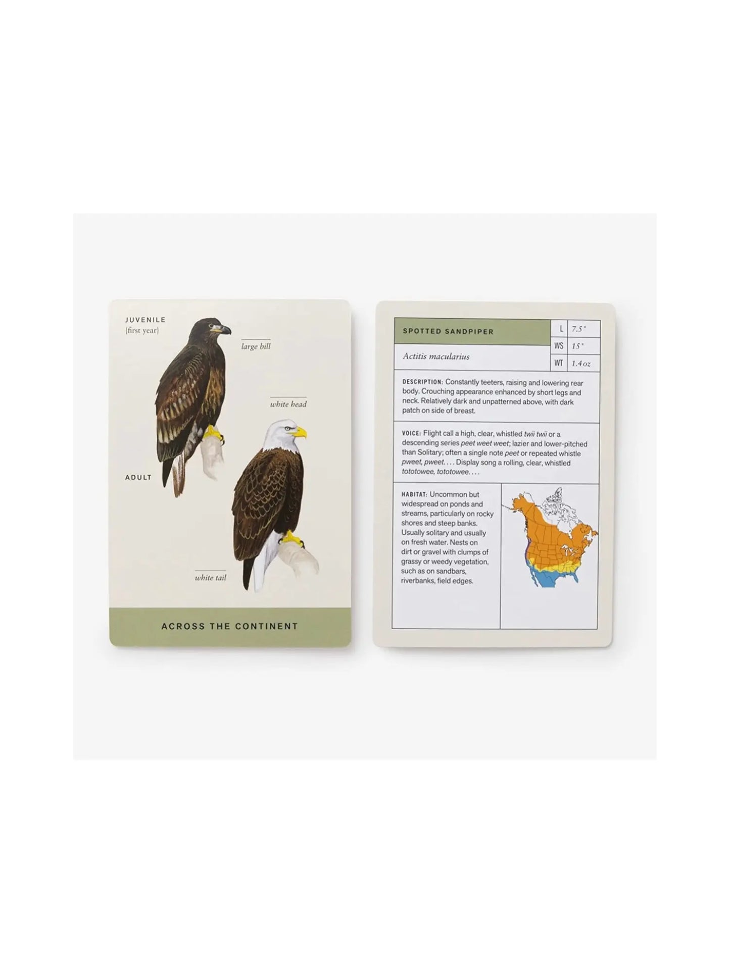 Sibley Backyard Birding Flashcards - Alder & Alouette
