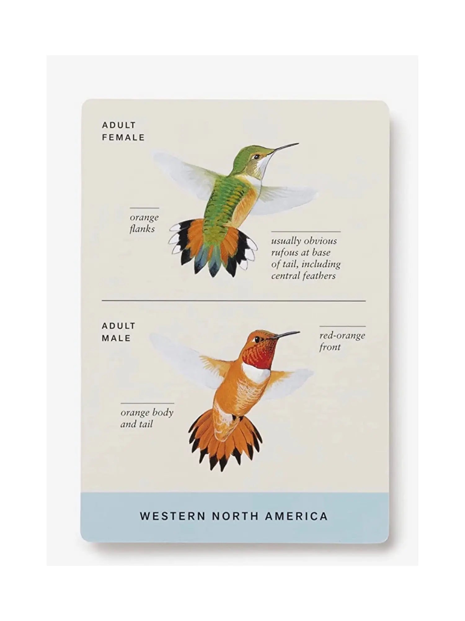 Sibley Backyard Birding Flashcards - Alder & Alouette