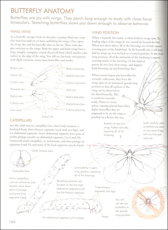 Butterfly anatomy diagram with text on a white background