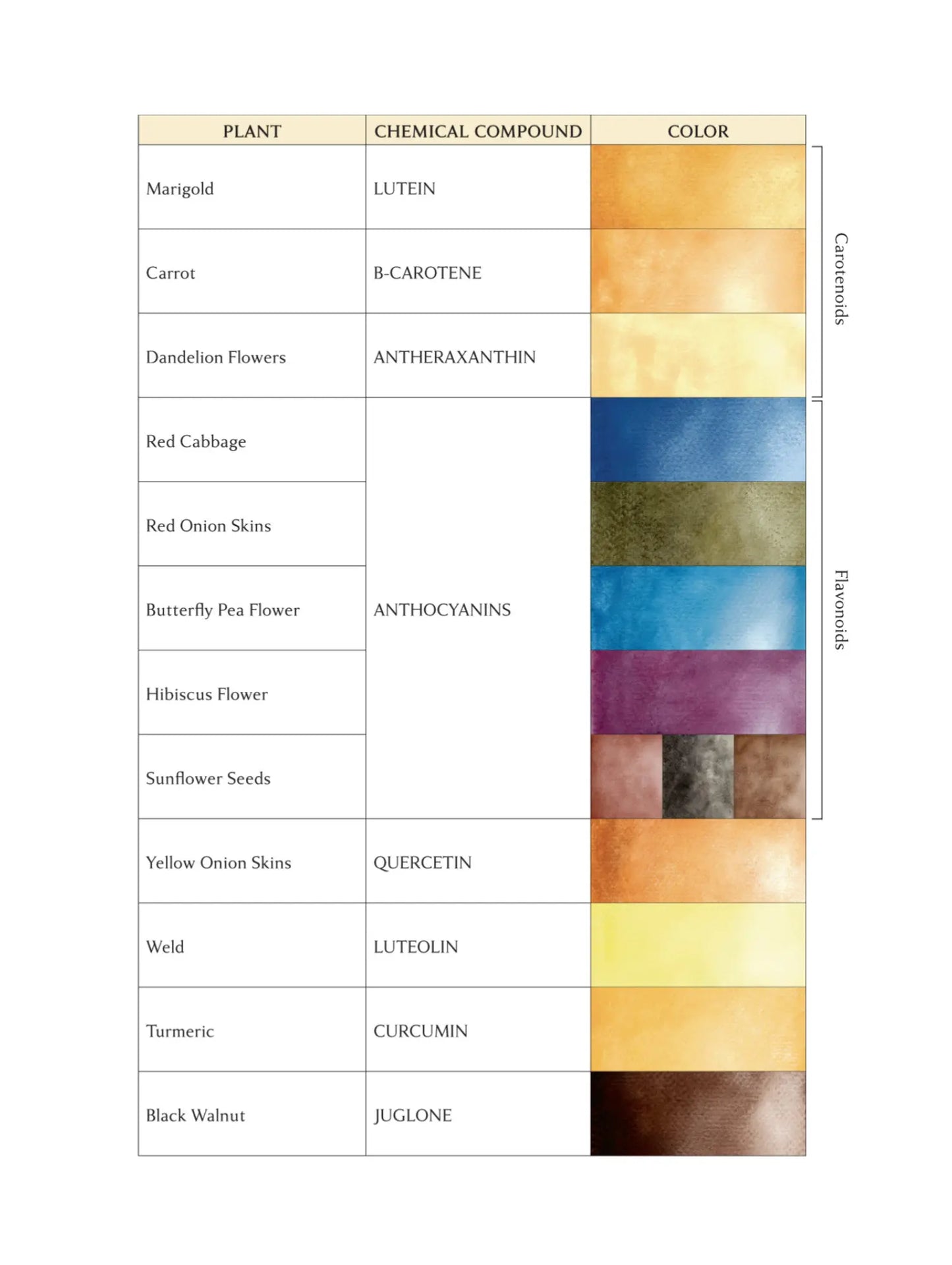 Chart showing plants, their chemical compounds, and color swatches for natural watercolors.
