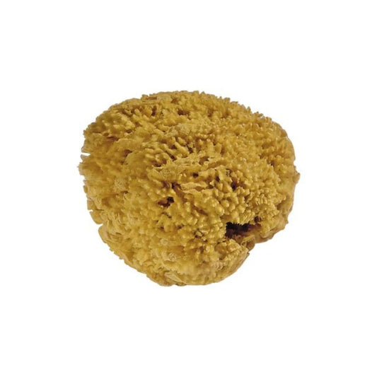 Yellow Natural sea sponge for watercolor painting on a white background
