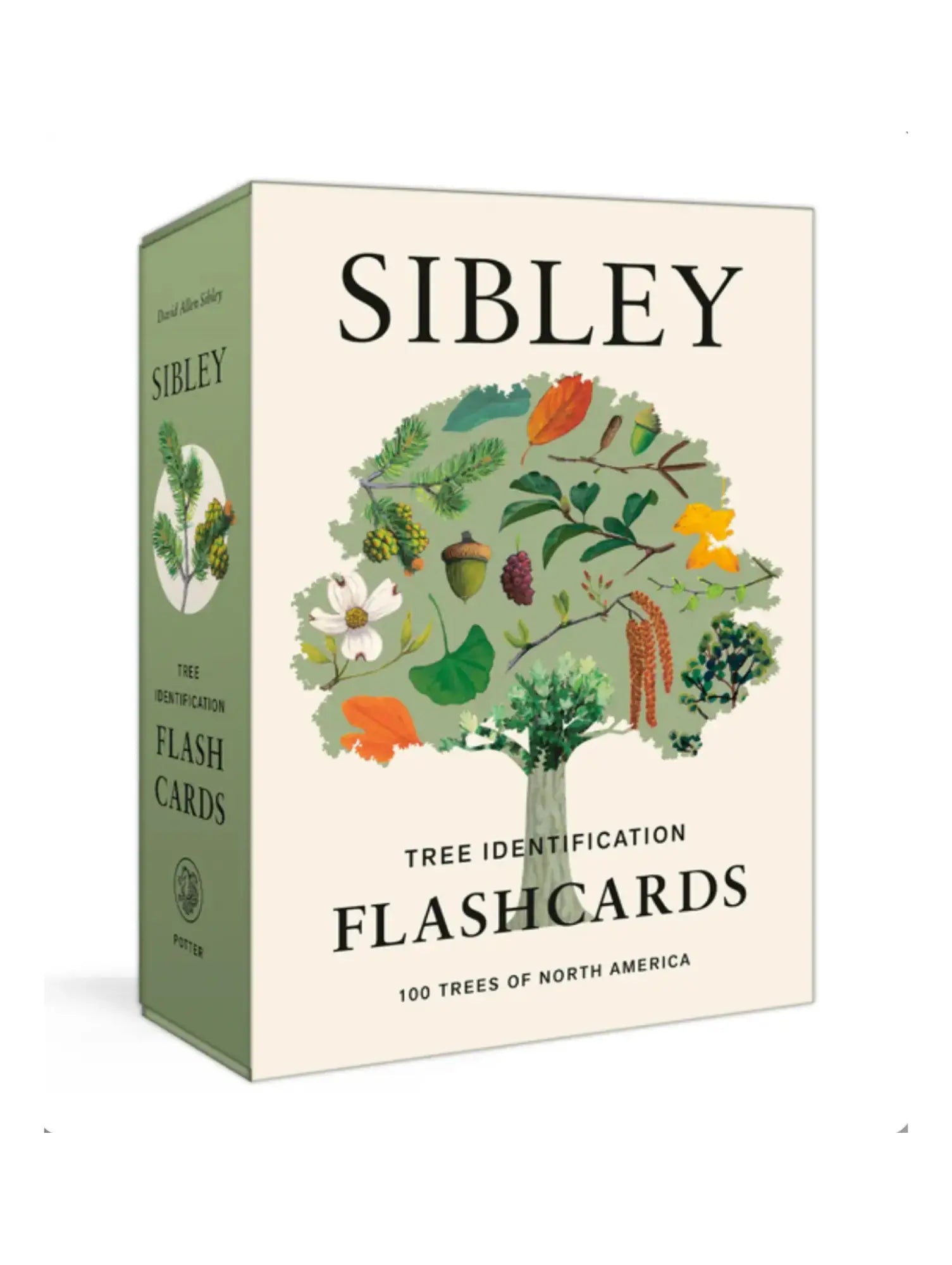Box of Sibley Tree Identification Flash Cards with tree illustration on a white background