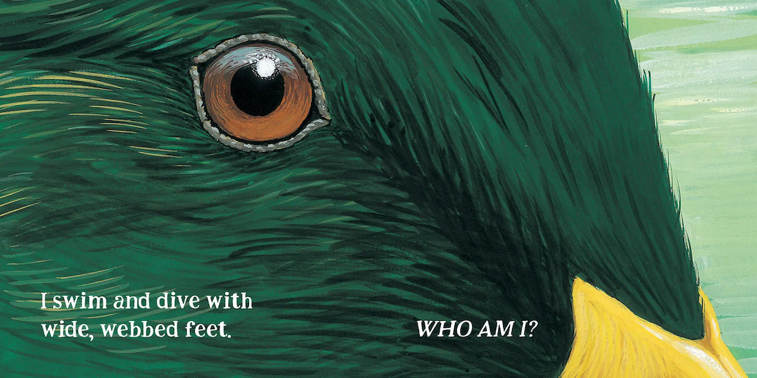 Close-up of a duck's eye with text about swimming and diving.