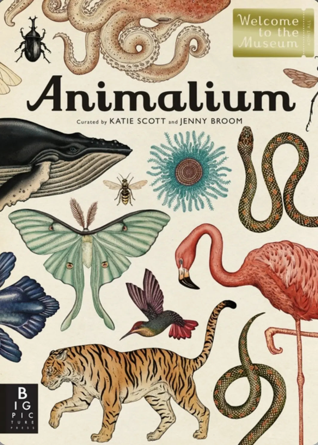 Animalium: Welcome to the Museum illustrated animal and zoology book by Jenny Broom and Katie Scott