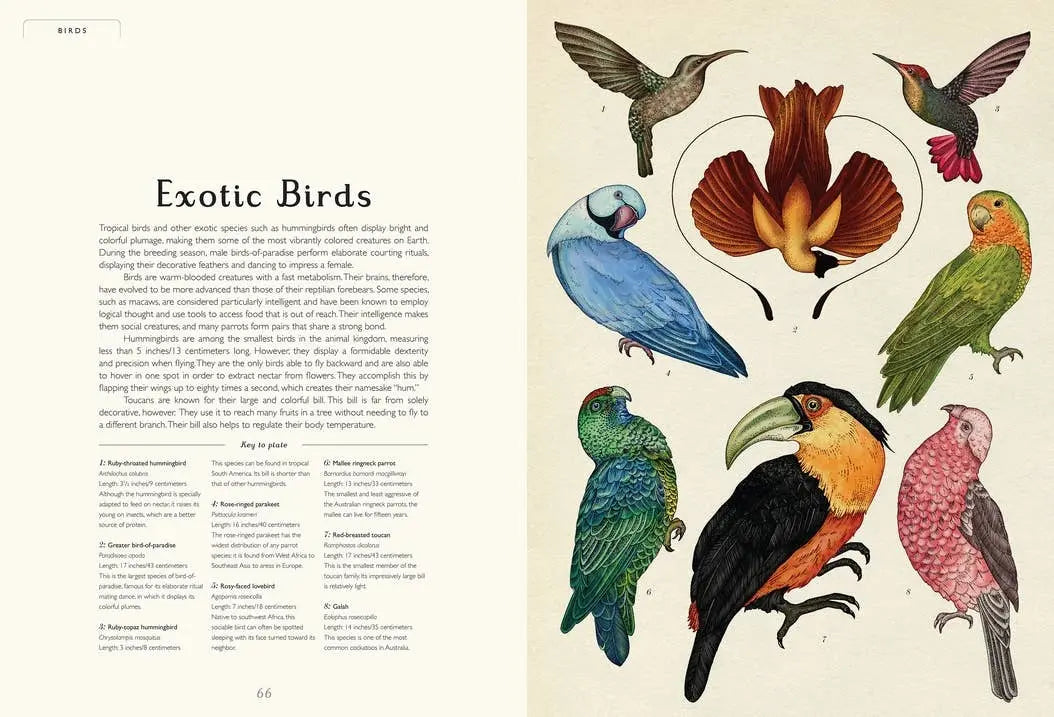 Exotic Birds spread from Animalium showing colorful illustrated birds for zoology and nature study