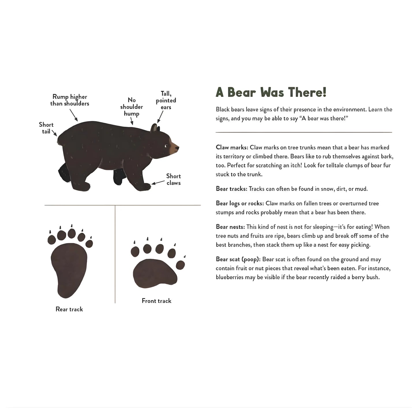 Educational diagram about bear signs and tracks on a white background