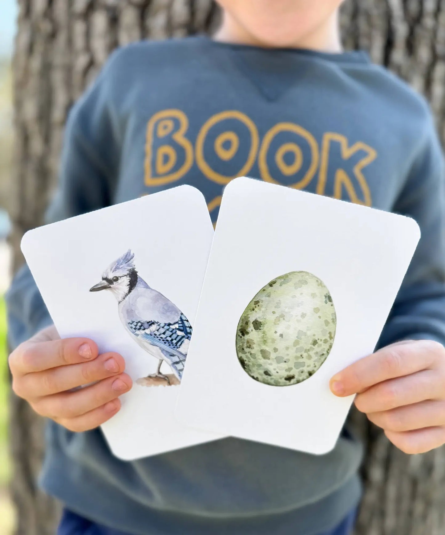 Child holding two cards with a blue jay and an egg, standing against a tree.