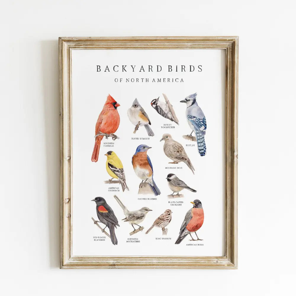 Framed watercolor print of North American Backyard Birds on white background