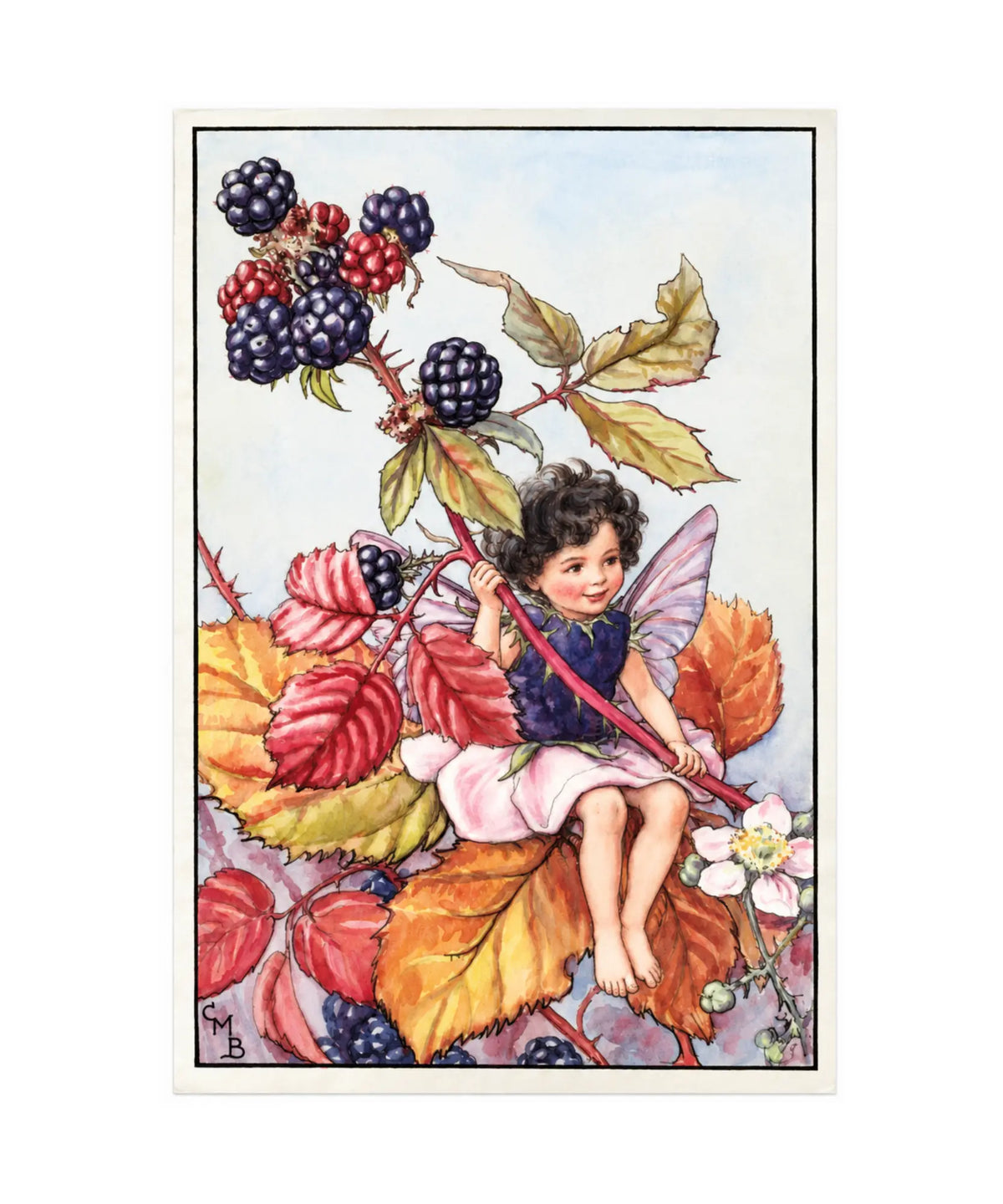 Blackberry fairy postcard by Cicely Mary Barker on a white background