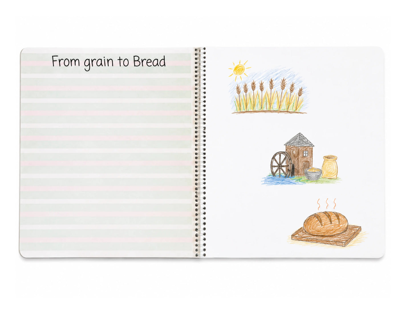 An open spiral-bound Book of Centuries. The left page has pale pink horizontal lines and the heading 'From grain to Bread.