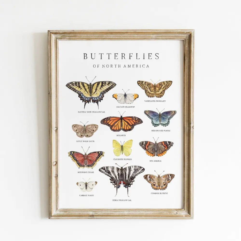 Framed print of butterflies of North America on a white wall