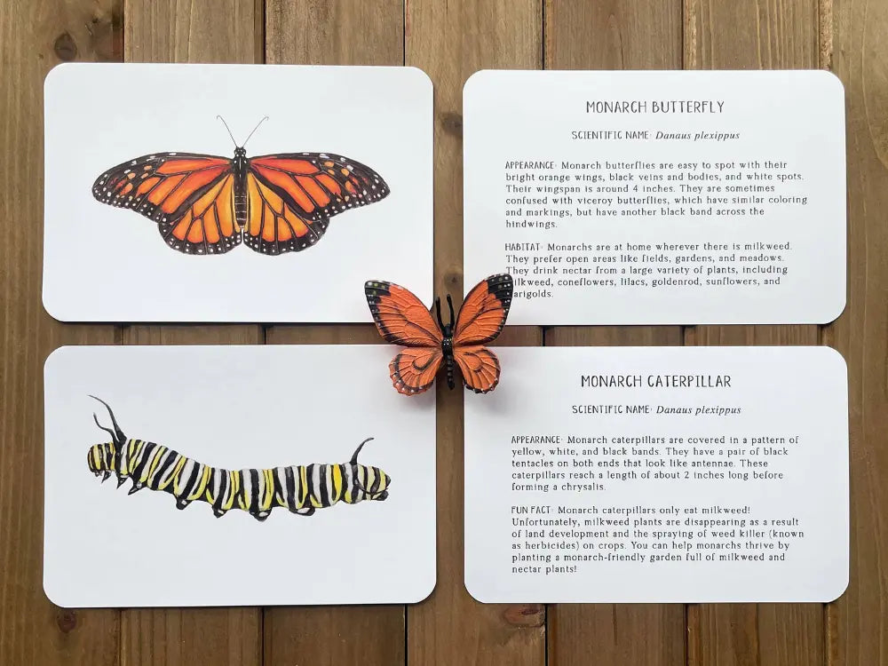Butterfly and caterpillar learning cards showing front illustration and back information