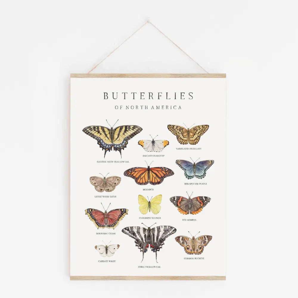Poster of butterflies of North America with illustrations on a white background