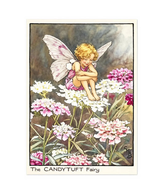 Candytuft flower fairy by Cicely Mary Barker on a white background