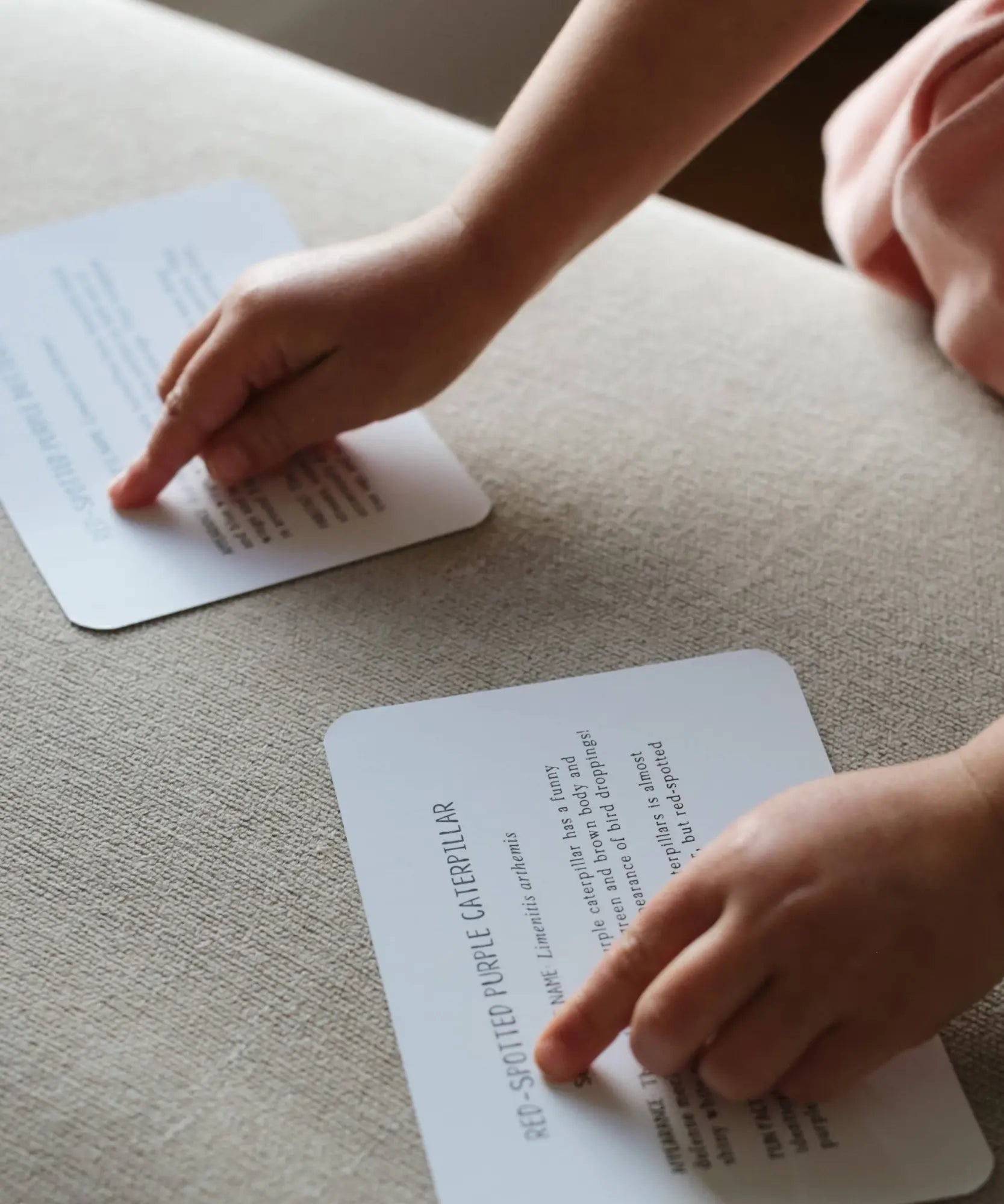 a child pointing to text about the Red Spotted Purple caterpillar on a learning card