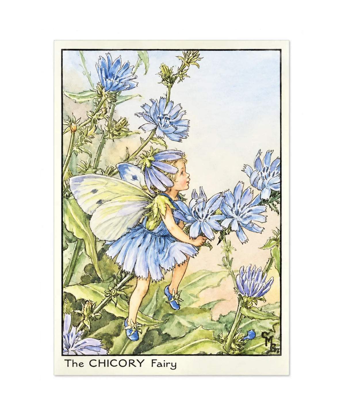 Cicely Mary Barker Chicory Flower Fairy postcard displayed in a wooden card holder