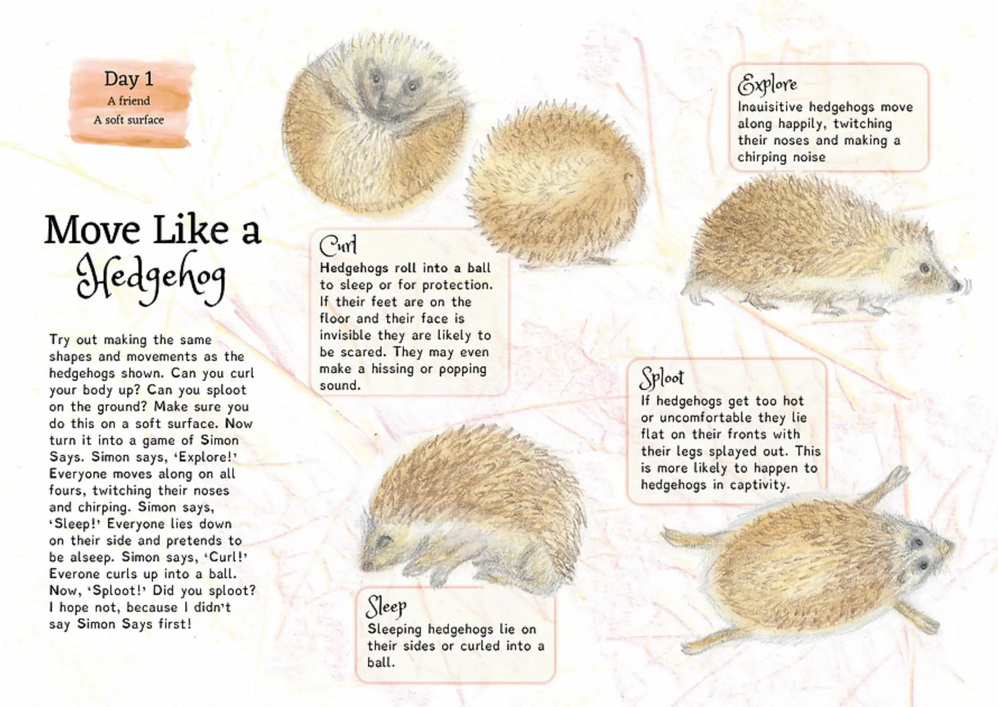 Educational page about hedgehogs with illustrations and text on a white background