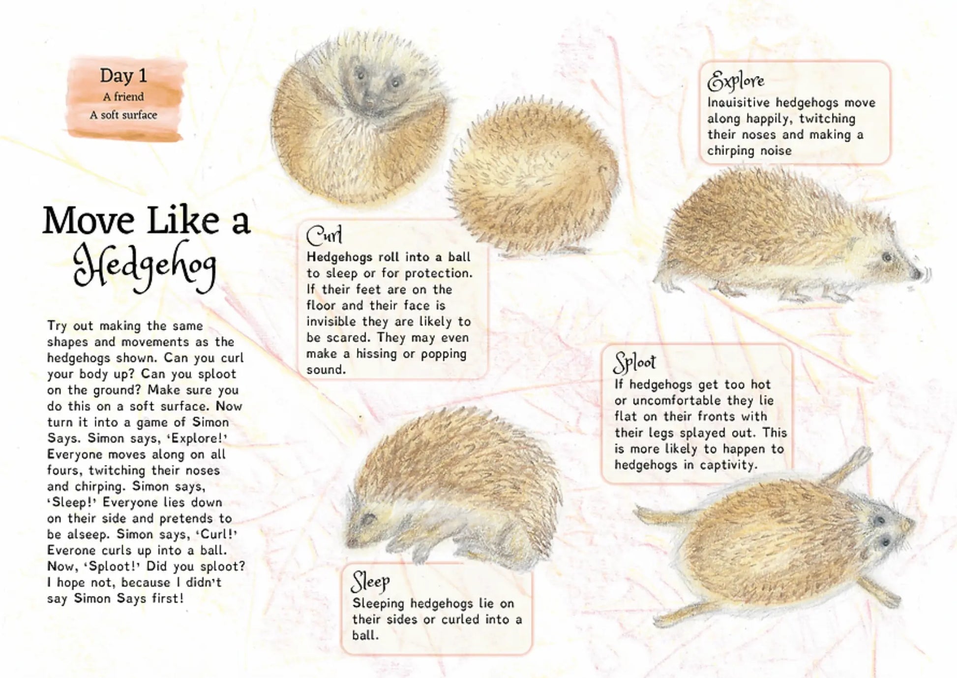 Educational page about hedgehogs with illustrations and text on a white background