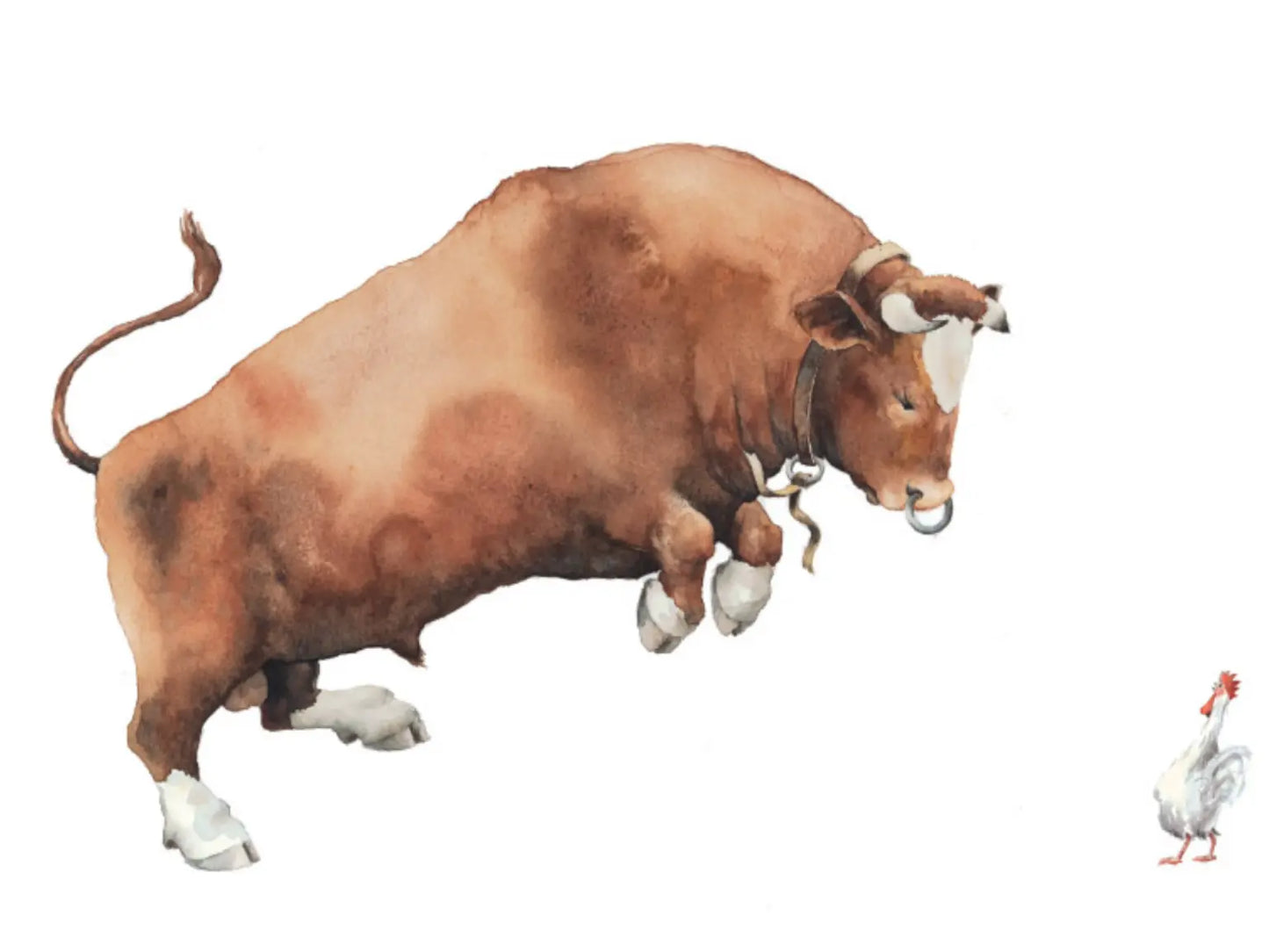 Brown bull with white feet on a white background