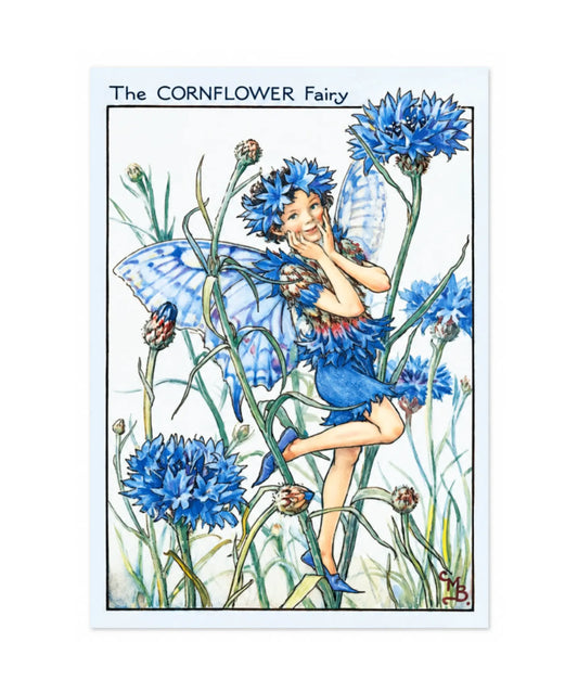 The Cornflower fairy by Cicely Mary Barker on a white background