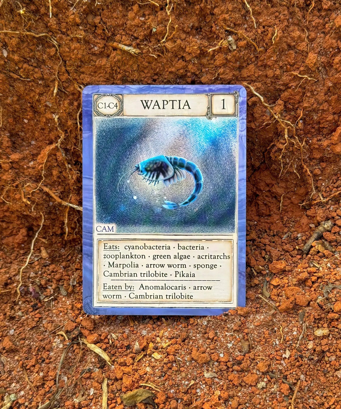 Waptia Cambrian organism card from Ecologies Ancient Areas geologic time and food web game