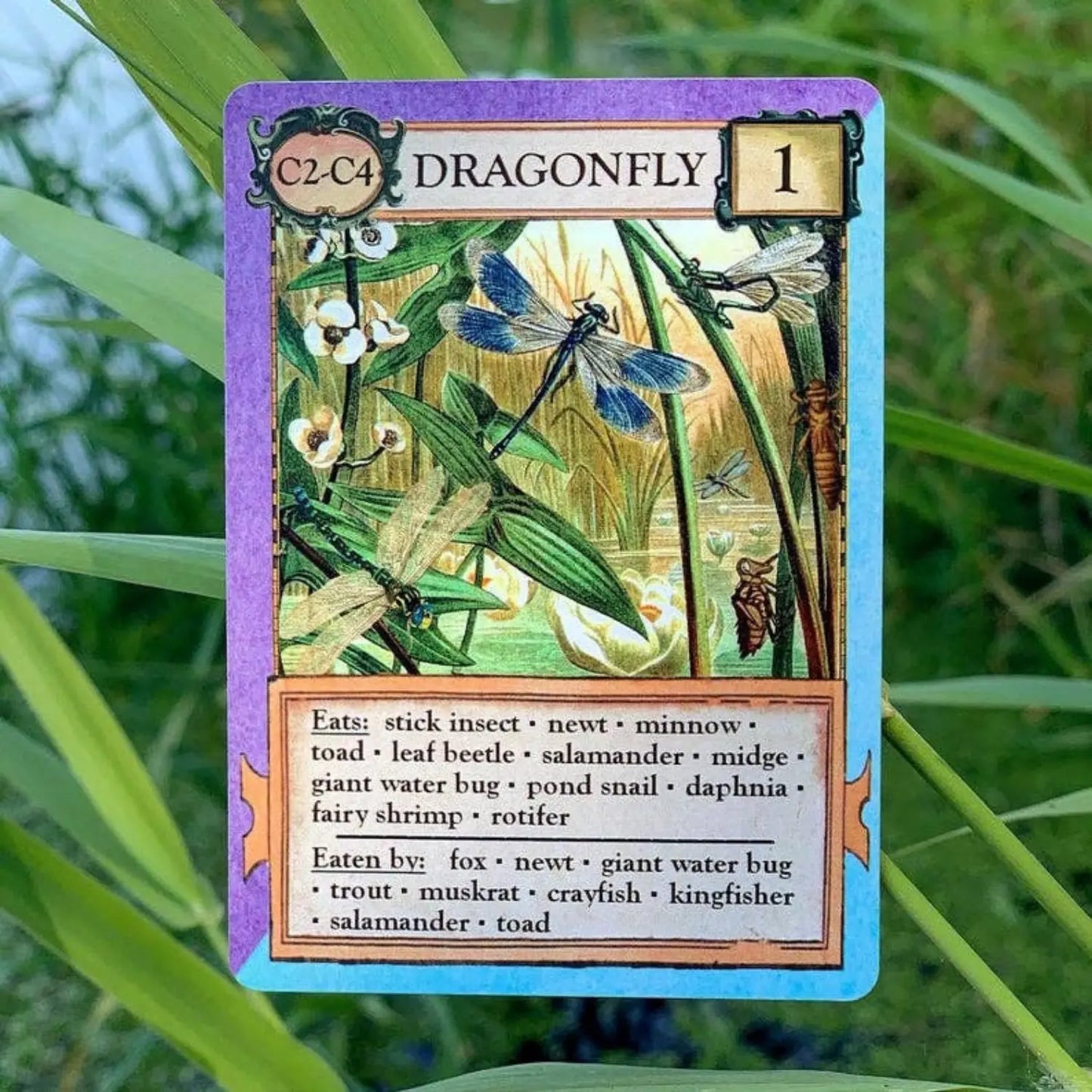 Dragonfly organism card from Ecologies Bizarre Biomes science and food web game