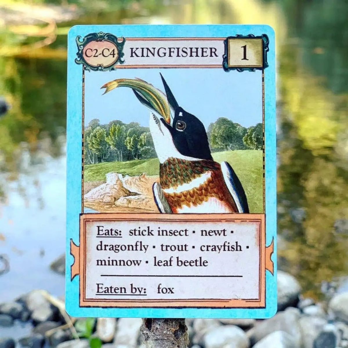 Kingfisher predator card from Ecologies Bizarre Biomes ecology game