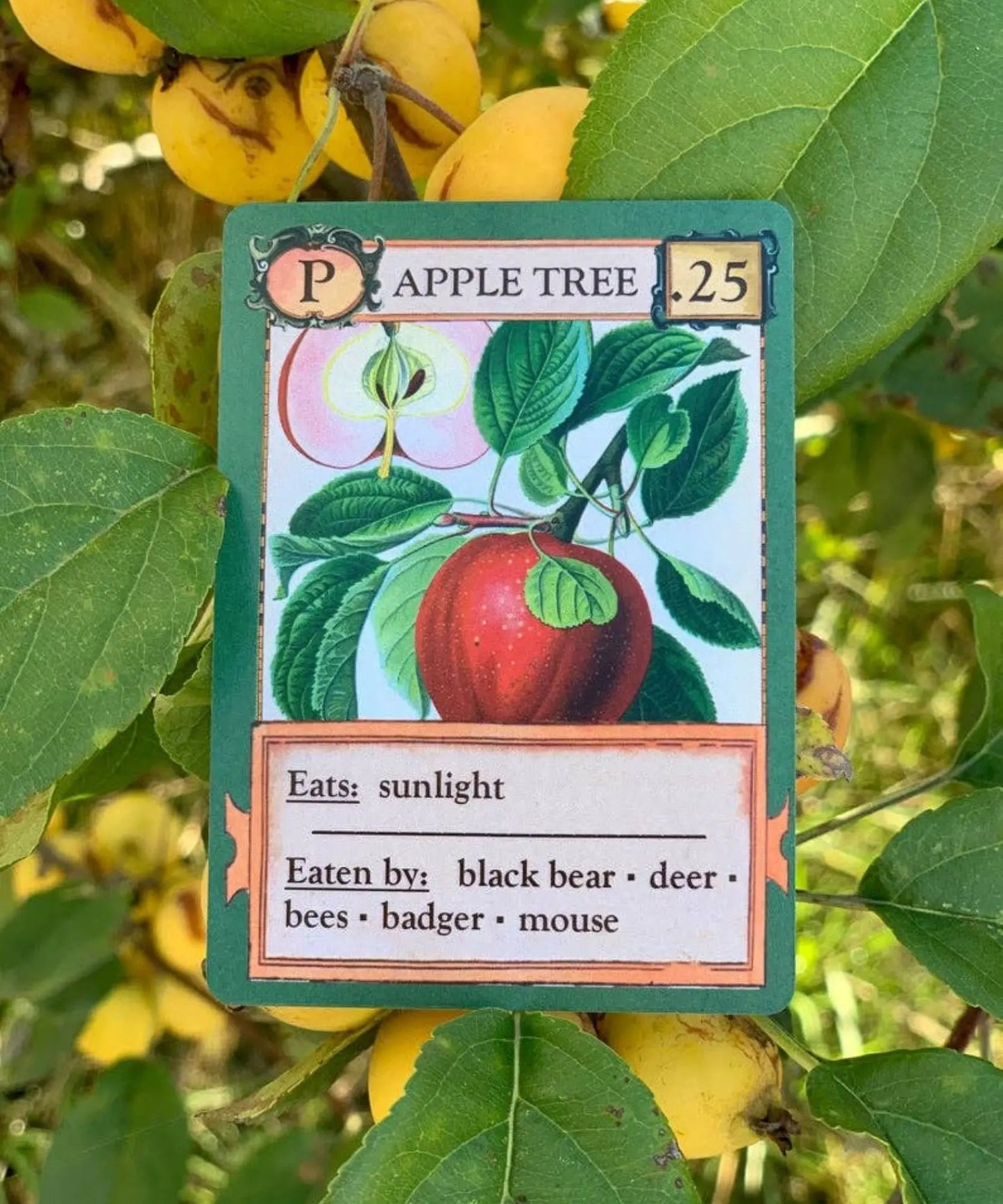 Apple tree producer card from Ecologies science game showing food web connections