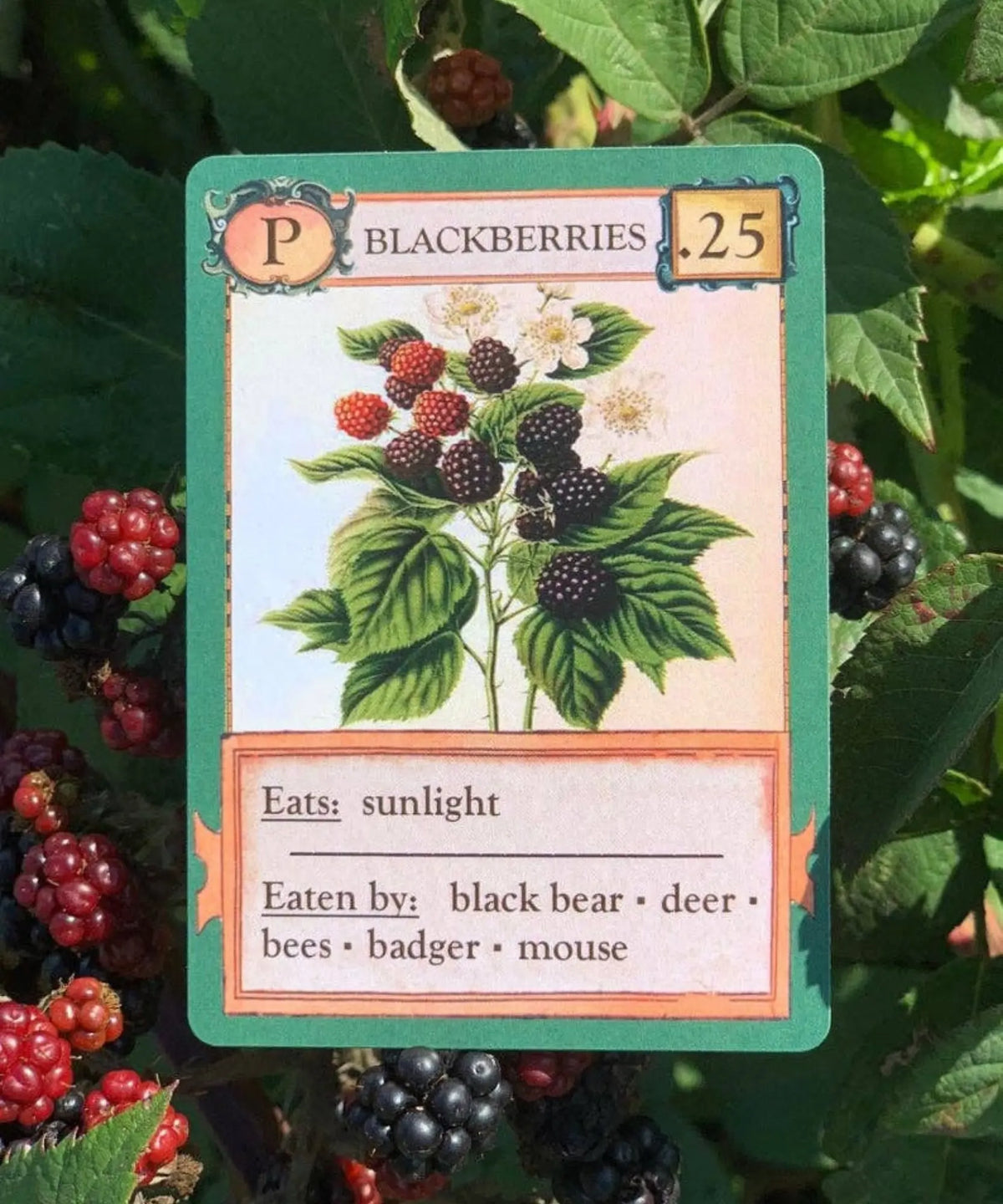 Blackberries producer card from Ecologies Card Game showing organisms that feed on the plant